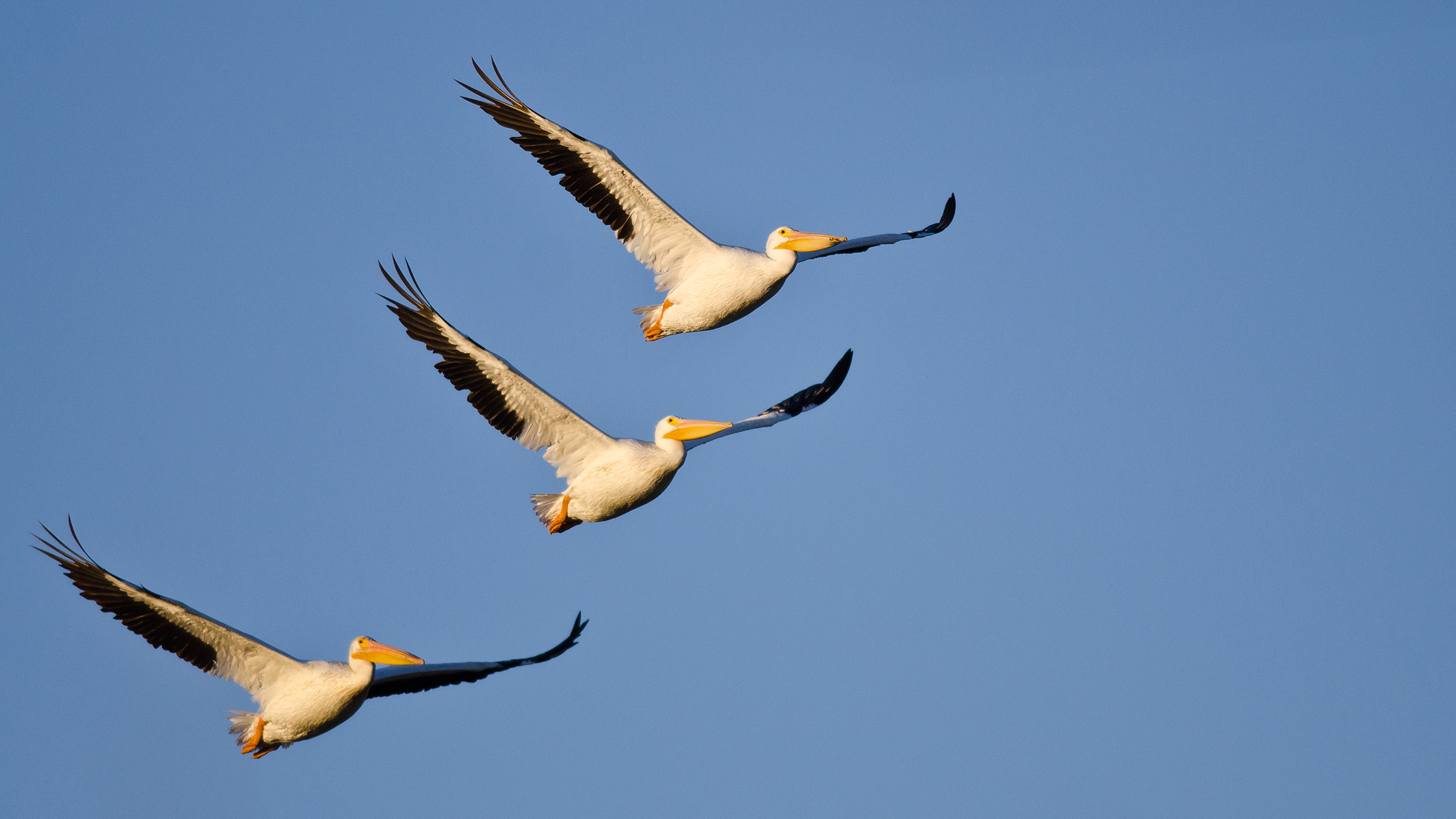 American white pelicans 