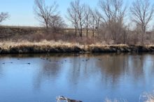 Ducks in the Platte