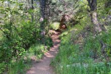 Gregory Canyon Trail