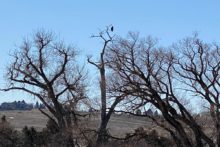 Bald Eagle in a tree at Stearns Lake