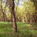 Audubon Center at Chatfield