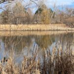 Belmar wetlands