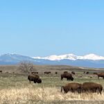 Bison at Rocky Mountain Arsenal