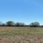 Bobolink Trailhead field