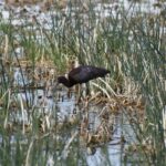 Glossy Ibis