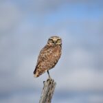 Burrowing Owl