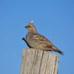 Scaled Quail