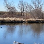 Ducks on the Platte River