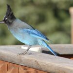 Stellar's Jay at Lawrence Family Ranch