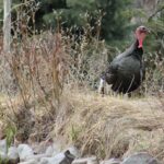 Wild Turkey at Lawrence Family Ranch