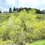 Lower Bear Canyon Trail