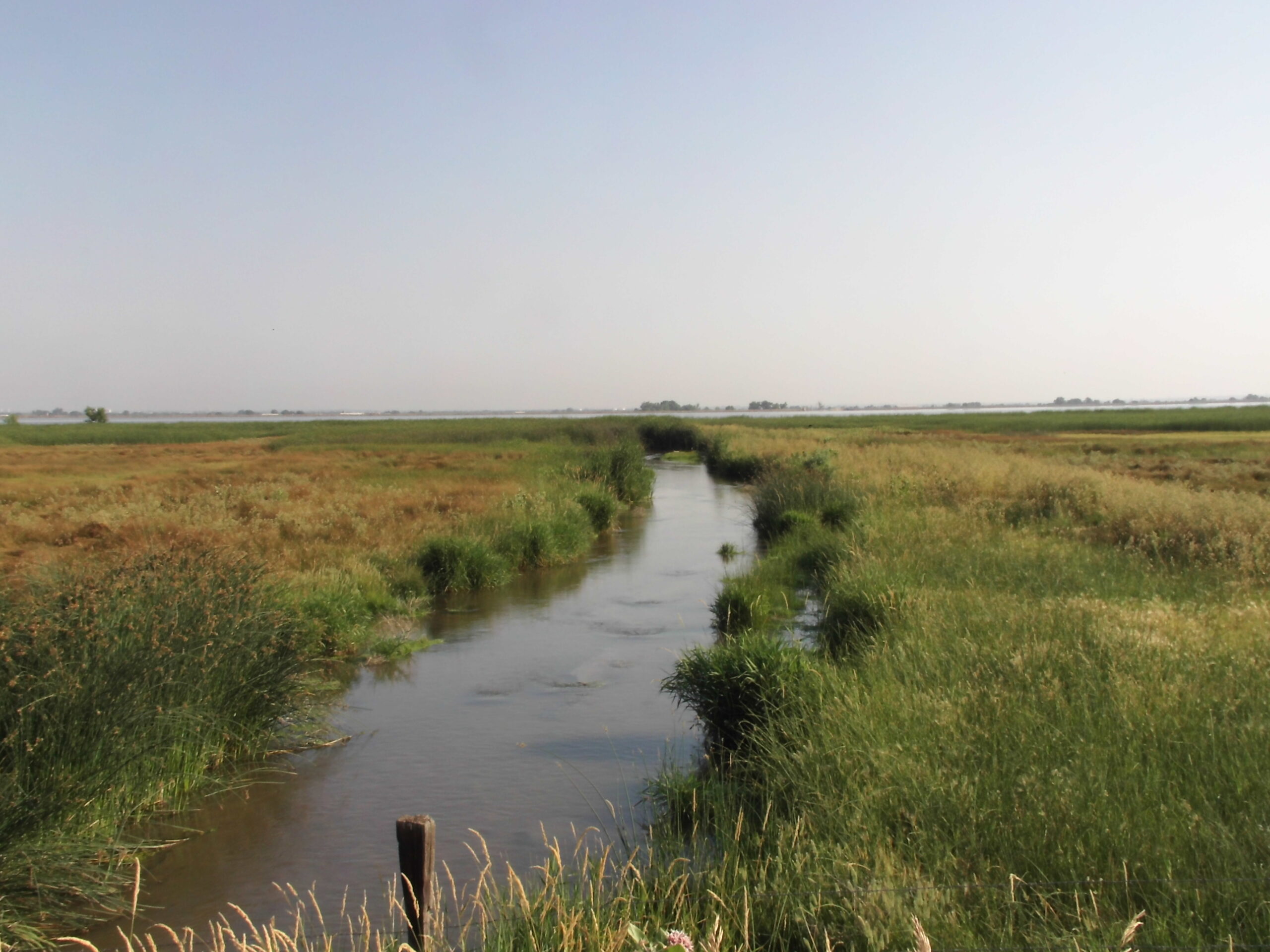 Lake in background, lively bird trap area along outlet.