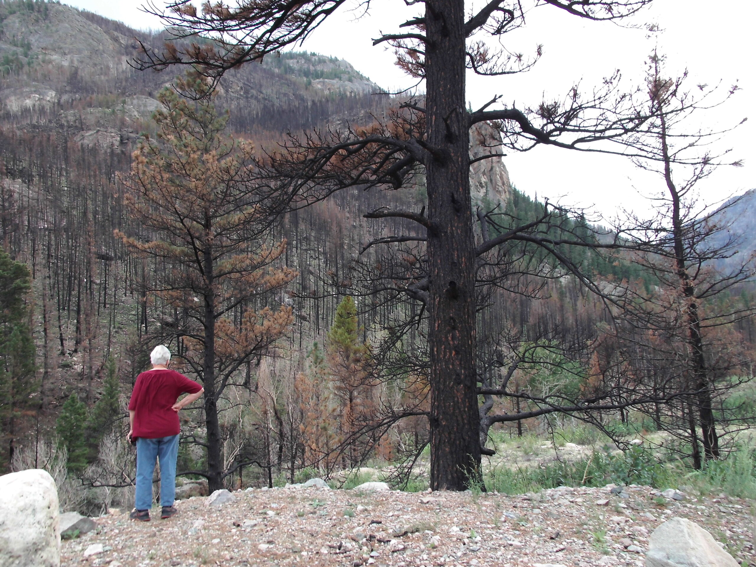 Cameron Pass and Upper Poudre Canyon