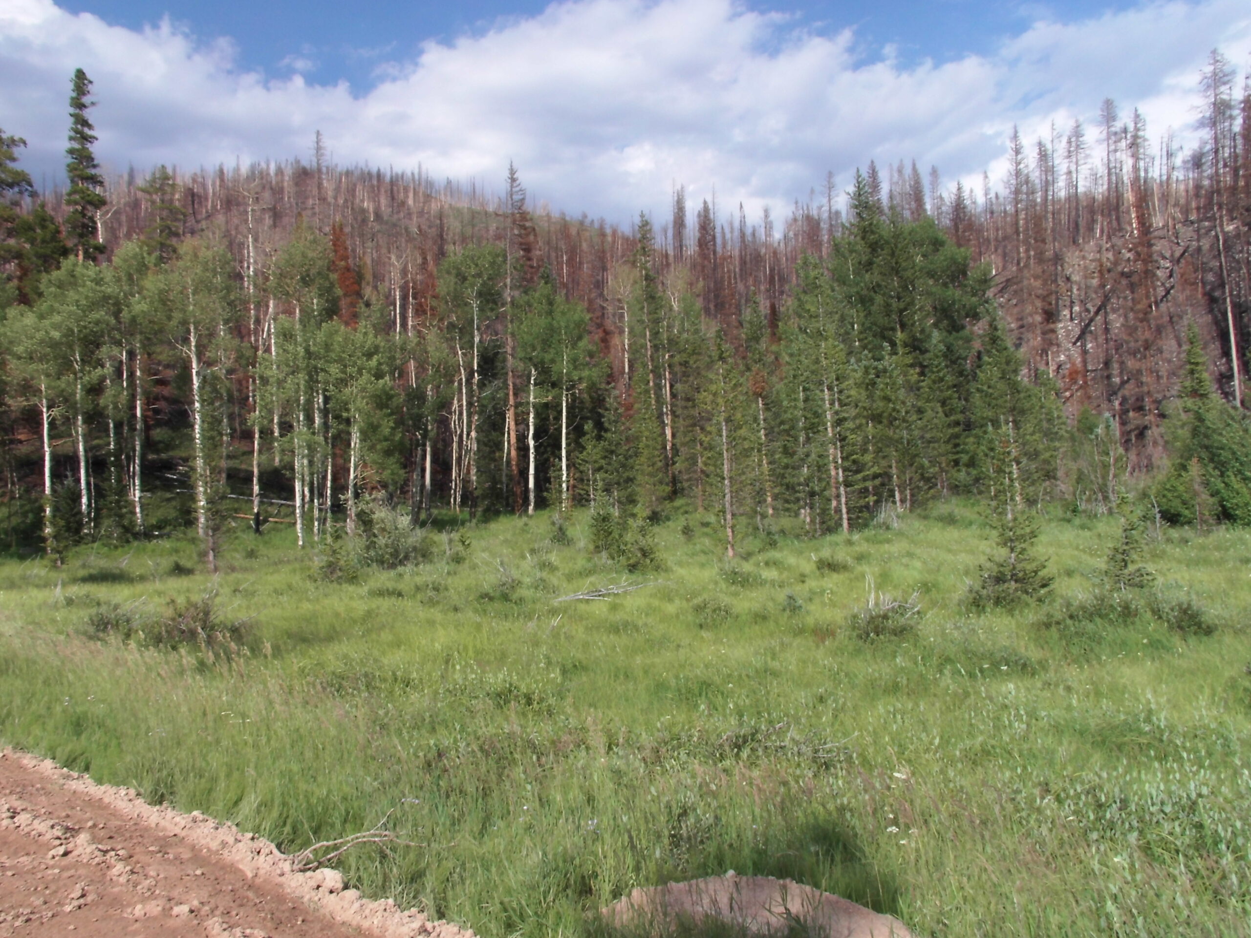 Laramie River Road Trail