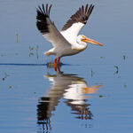 American White Pelican