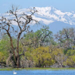 Barr Lake State Park cormorants and eagles perched in a tree