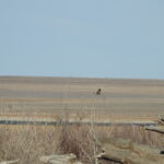 Nee Noshee Reservoir (Queens State Wildlife Area)