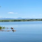 Standley Lake with Canada Geese