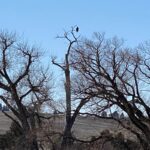 Bald Eagle in a tree at Stearns Lake