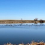 Geese on Stearns Lake