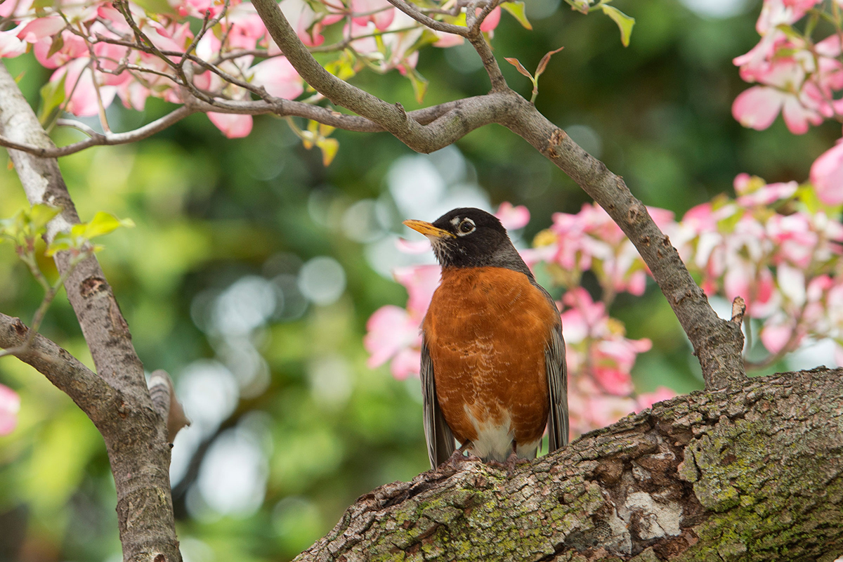 American Robin