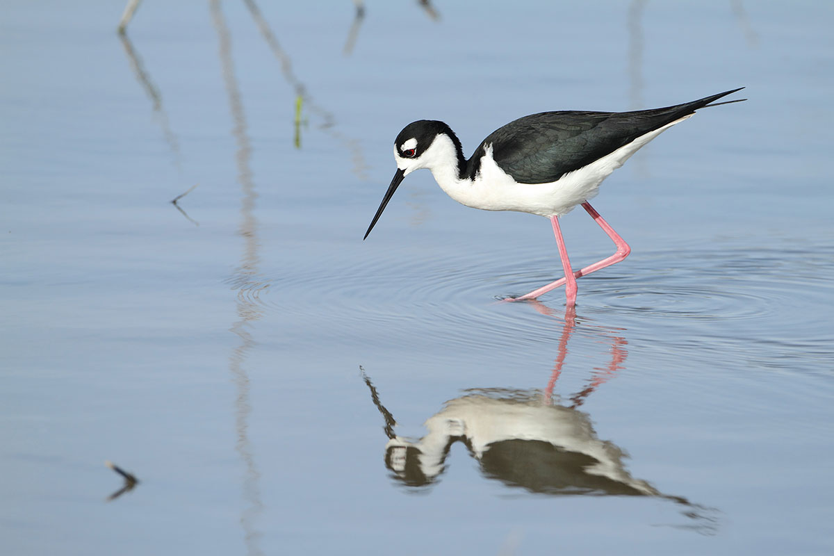 Black-necked Stilt