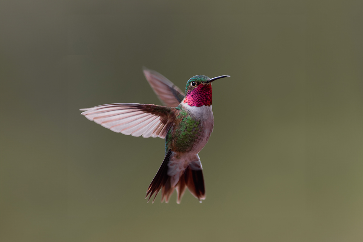 Broad-tailed Hummingbird