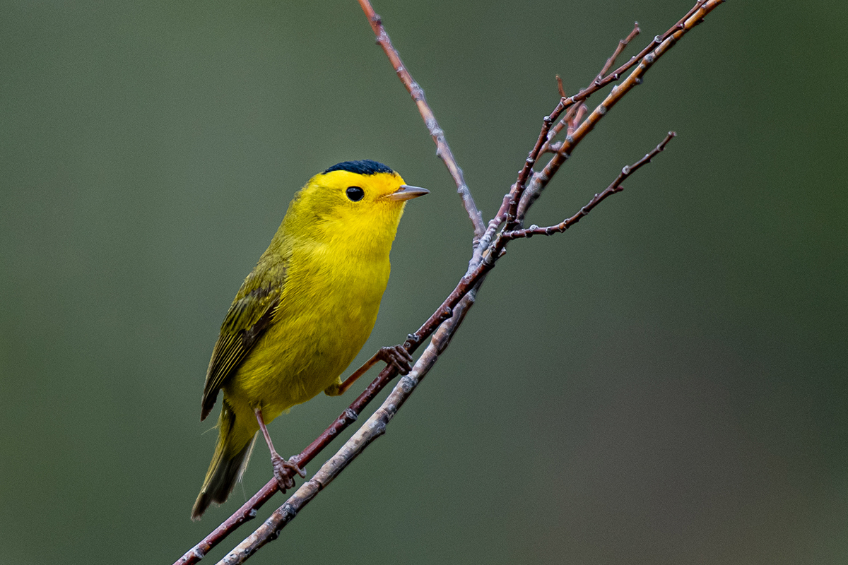 Wilson's Warbler