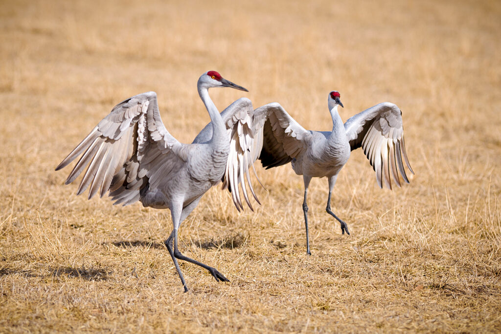 Sandhill Cranes dancing in a field