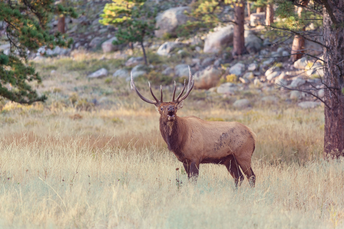 A bugling elk