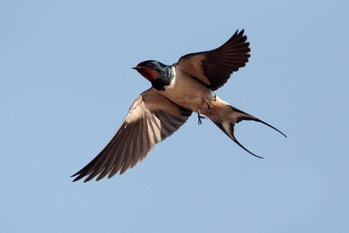 Barn Swallow