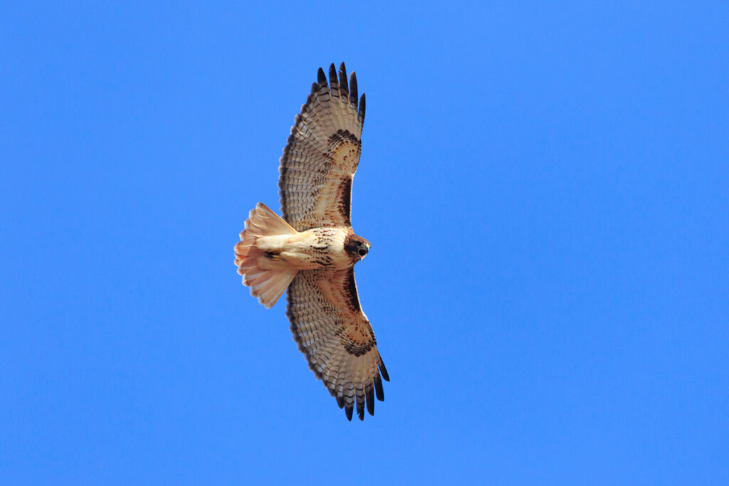 Red-tailed Hawk