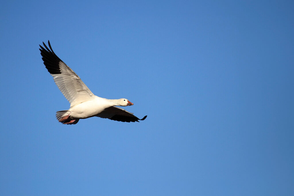 Snow Goose