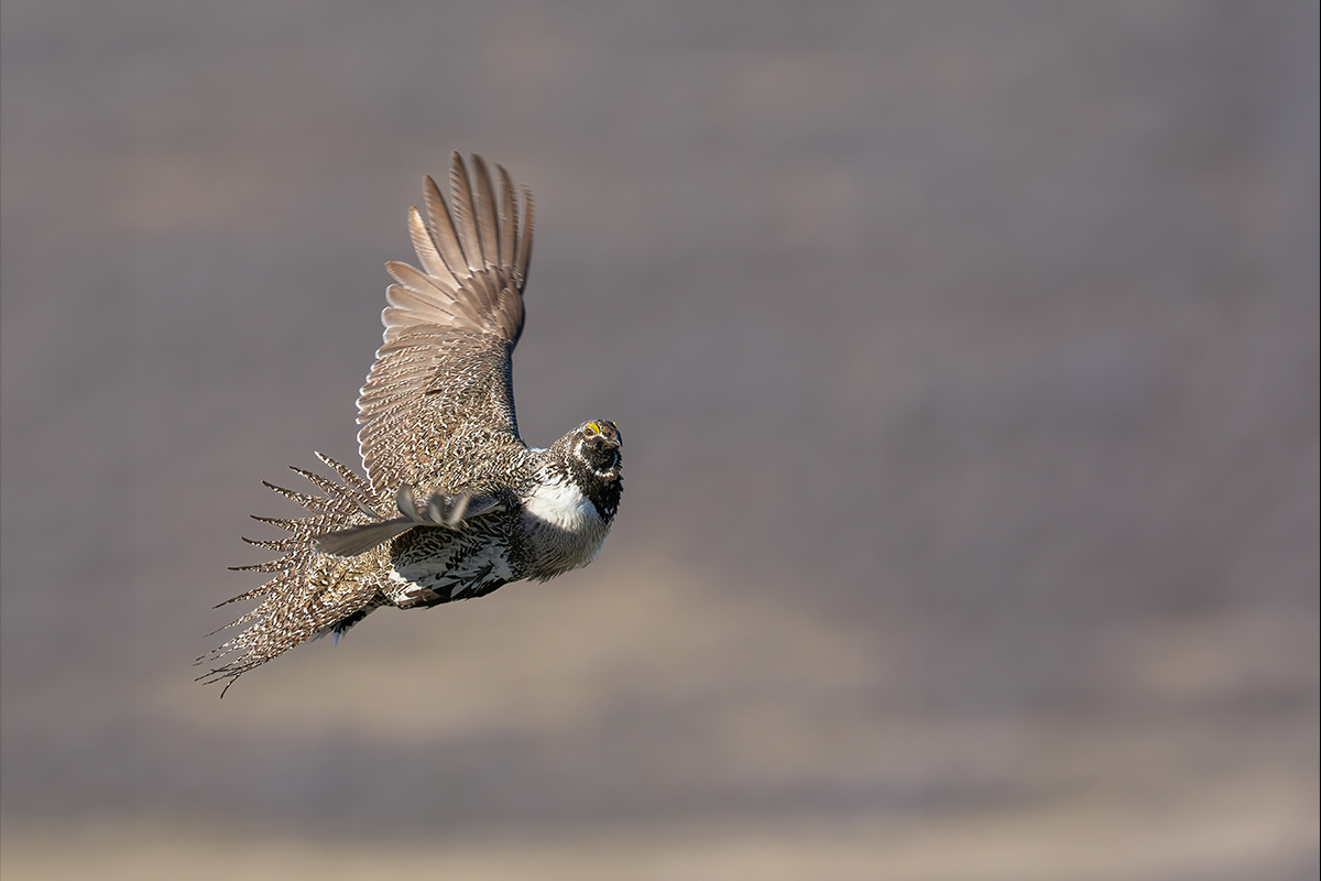 Greater Sage-Grouse