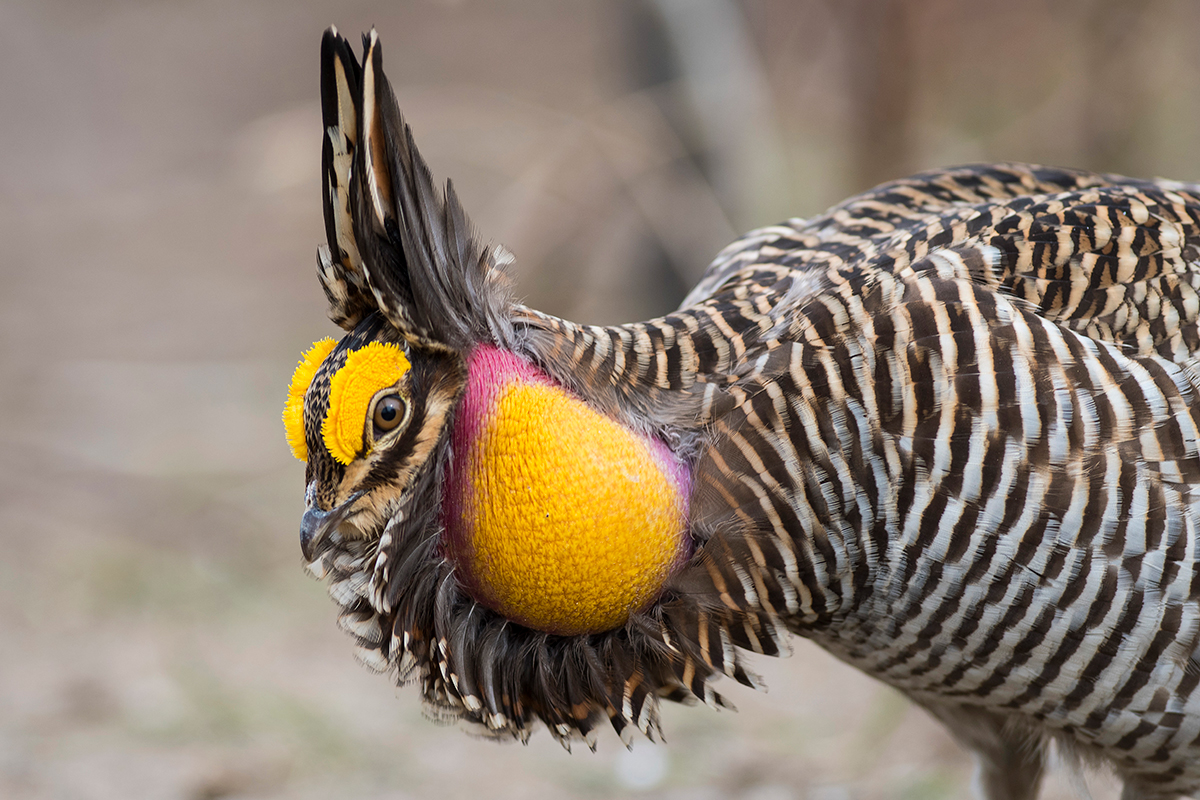 Lesser Prairie-Chicken