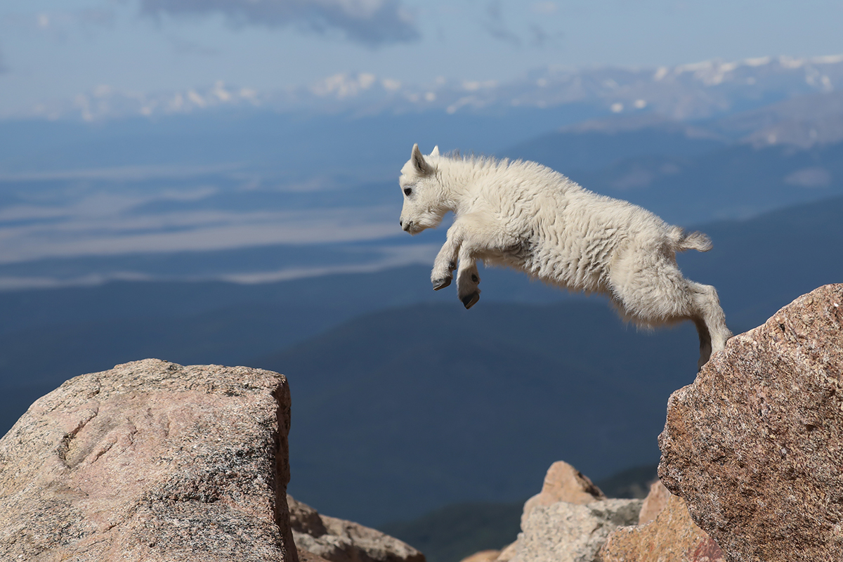 Young Mountain Goat on Mt. Evans