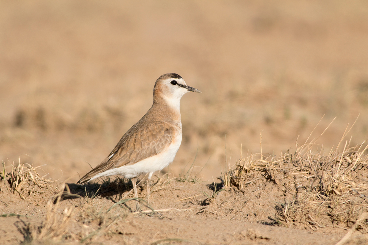 Mountain Plover