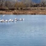 American White Pelican at Pella Crossing