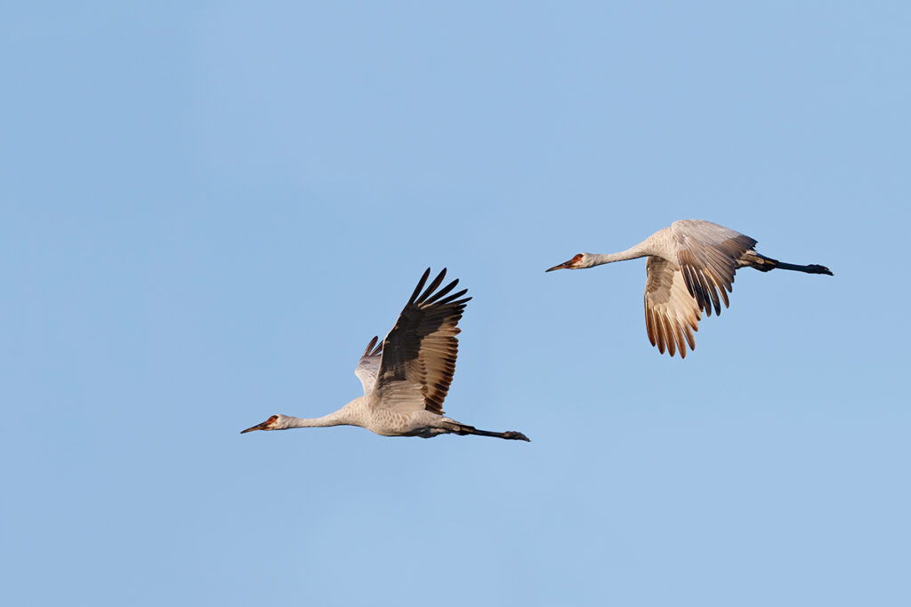 Two Sandhill Cranes flying