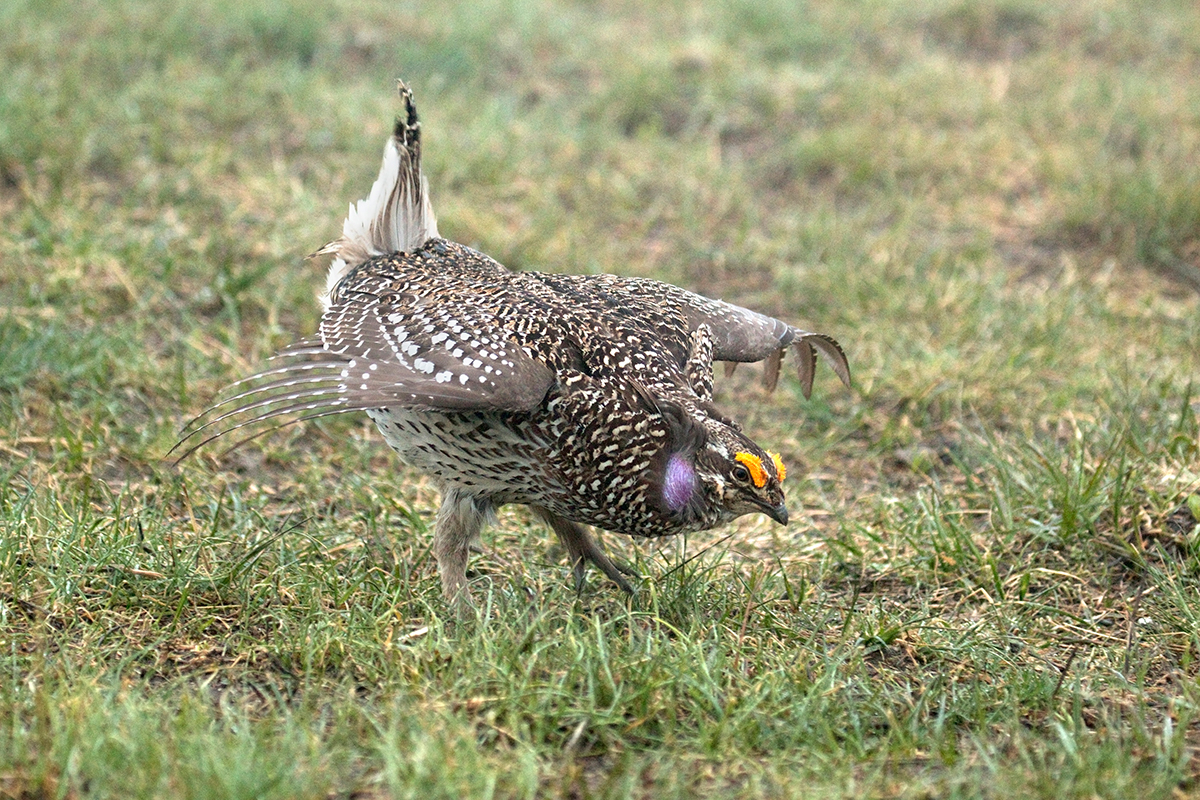 Sharp-tailed Grouse