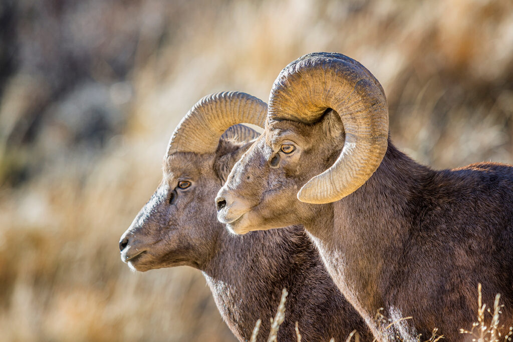 Bighorn Sheep