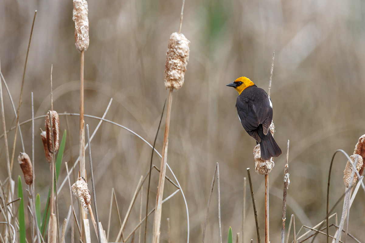 Yellow-headed Blackbird