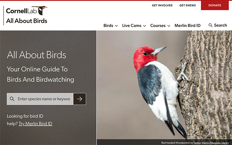 All About Birds website screenshot