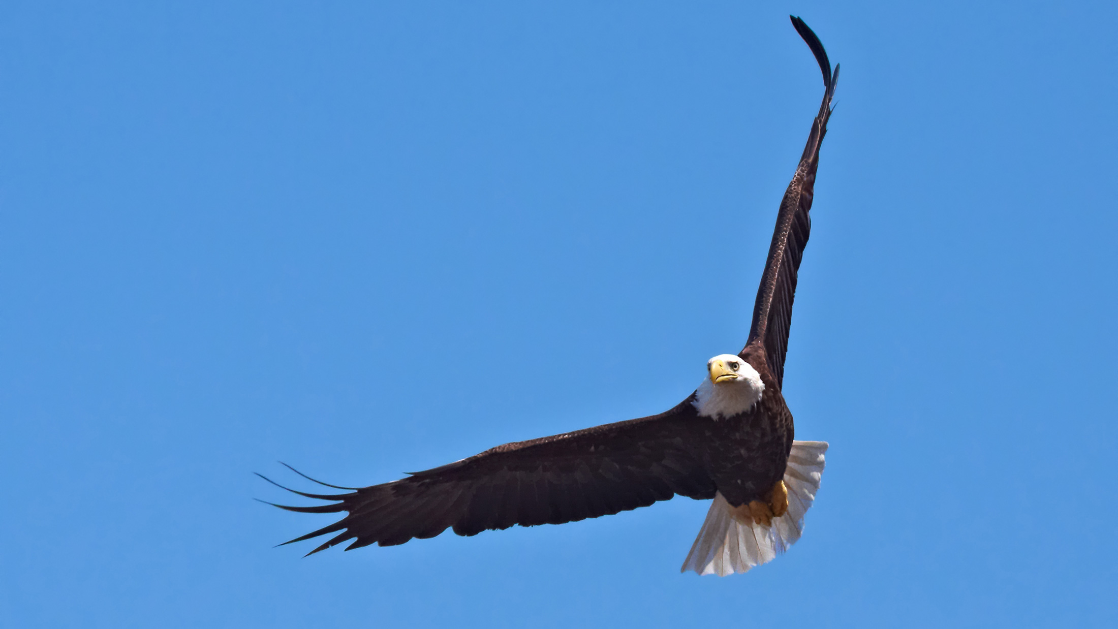 Bald Eagle