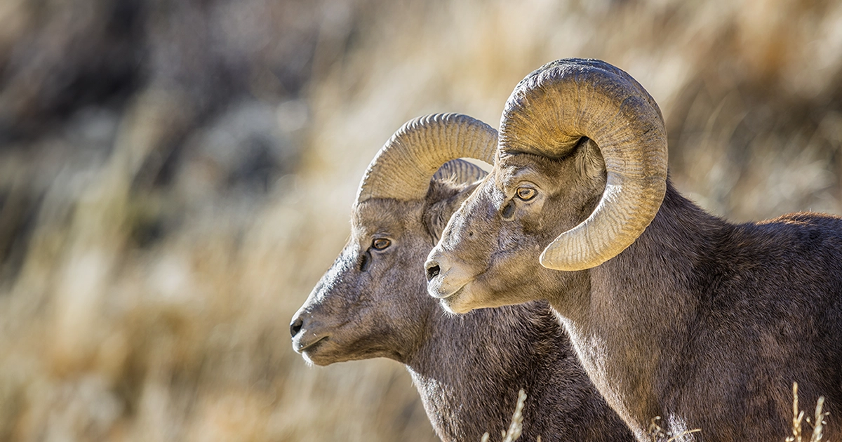 Bighorn Sheep