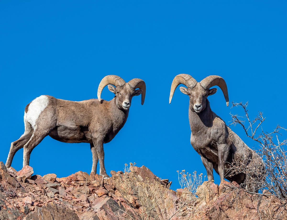 Big Horn Sheep Viewing