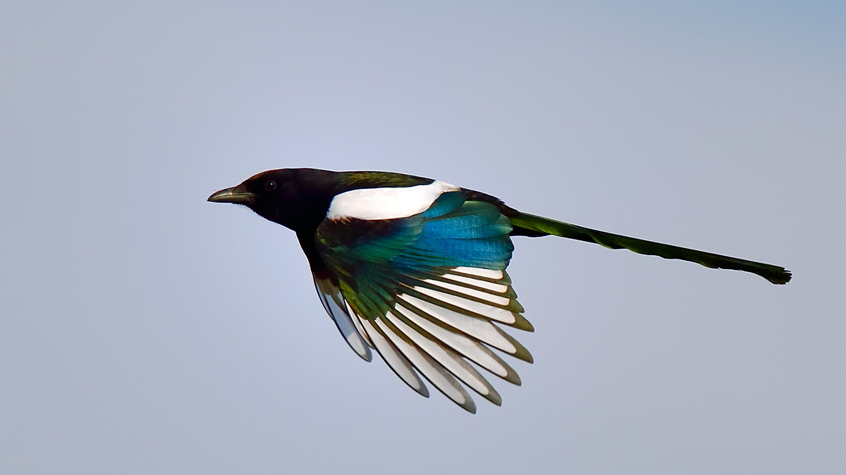 Black-billed Magpie