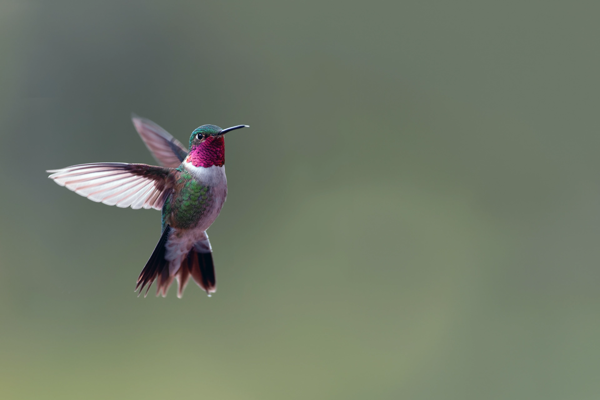 Broad-tailed Hummingbird in flight