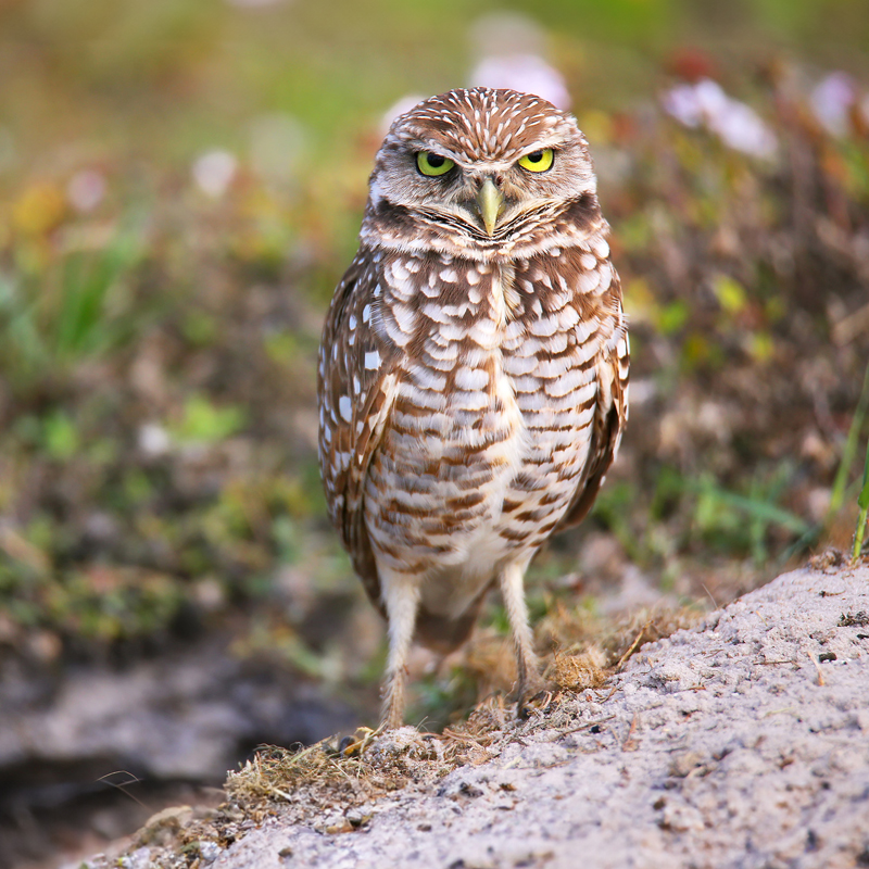 Burrowing Owl