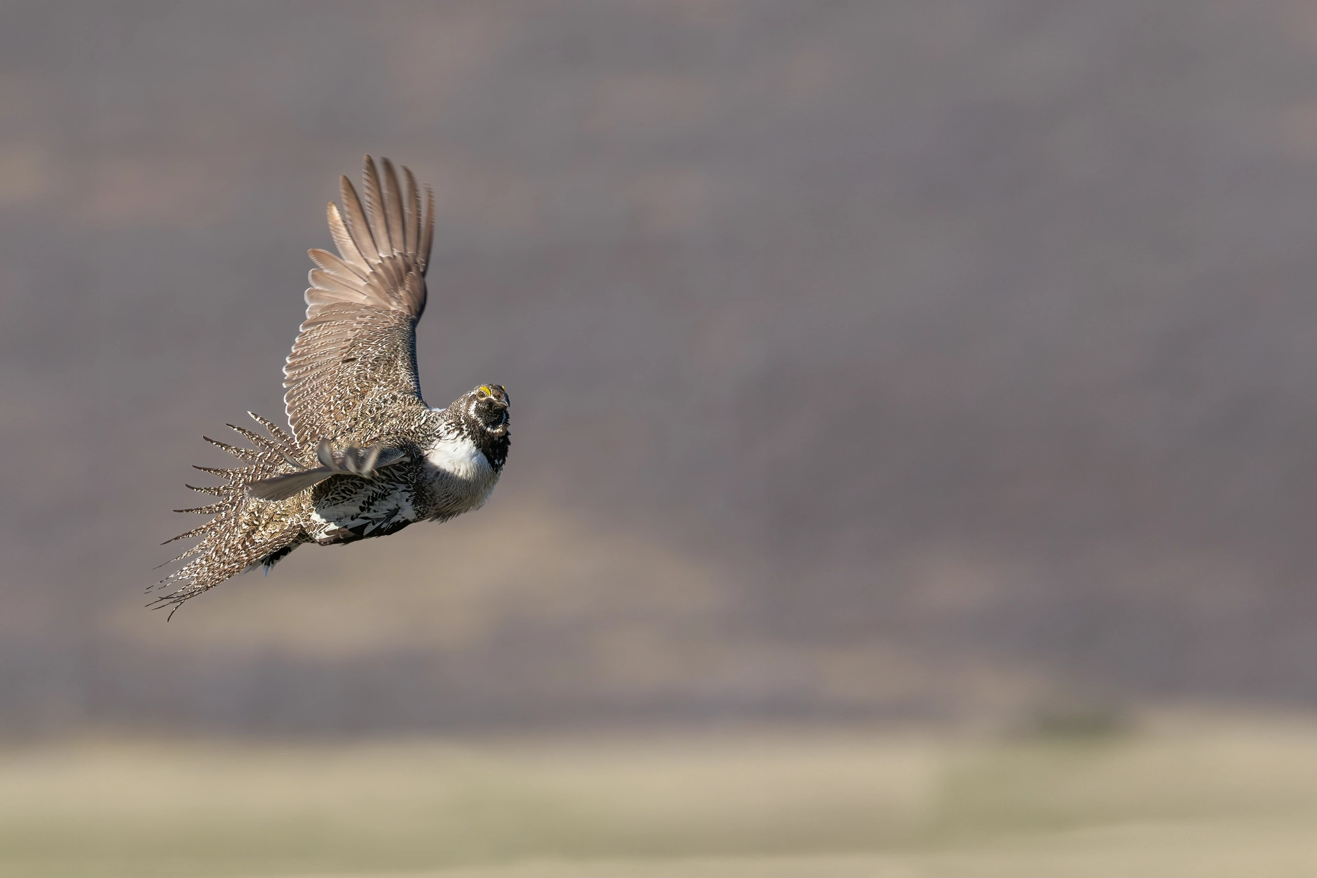 Greater Sage-Grouse in flight